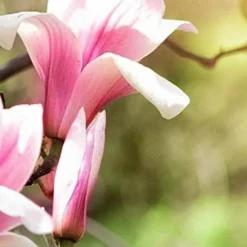 Magnolia Ricki 7 Magnolia Ricki -Future Forests Magnolia Ricki 01