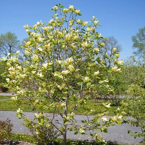 Magnolia Solar Flair 1 Magnolia Solar Flair