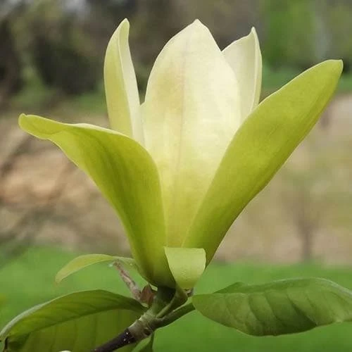 Magnolia Solar Flair 2 Magnolia Solar Flair - Image 2