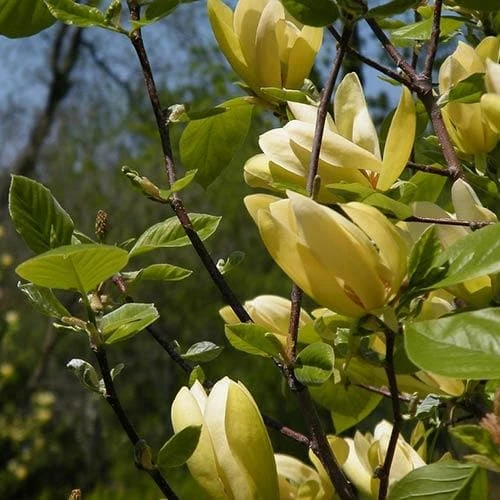 Magnolia Solar Flair 4 Magnolia Solar Flair - Image 4