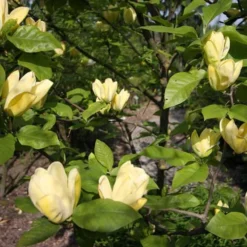 Magnolia X Brooklynensis Yellow Bird 11 Magnolia X Brooklynensis Yellow Bird -Future Forests Magnolia brooklyensis Yellow Bird 03