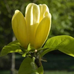 Magnolia X Brooklynensis Yellow Bird 12 Magnolia X Brooklynensis Yellow Bird -Future Forests Magnolia brooklyensis Yellow Bird 04