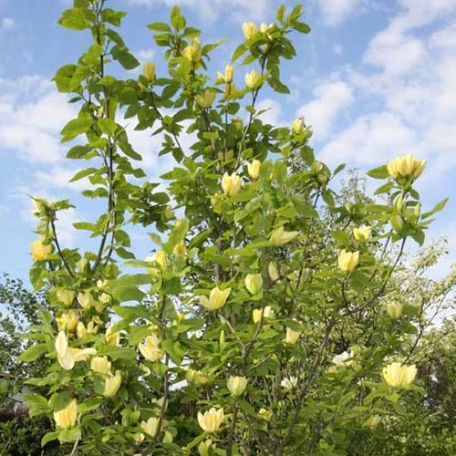 Magnolia X Brooklynensis Yellow Bird 2 Magnolia X Brooklynensis Yellow Bird - Image 2