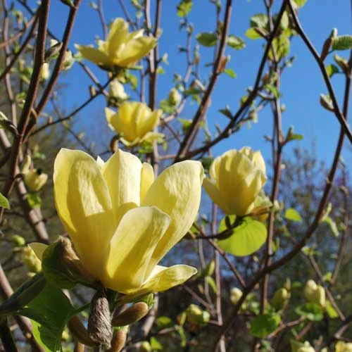 Magnolia X Brooklynensis Yellow Bird 1 Magnolia X Brooklynensis Yellow Bird