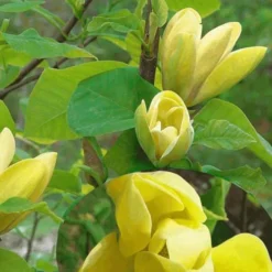 Magnolia X Brooklynensis Yellow Bird 15 Magnolia X Brooklynensis Yellow Bird -Future Forests Magnolia brooklyensis Yellow Bird 10