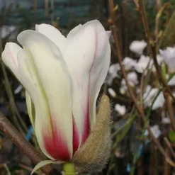 Magnolia Denudata Sunrise 6 Magnolia Denudata Sunrise -Future Forests Magnolia concinna Sunrise 02