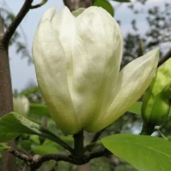 Magnolia Denudata Yellow River 7 Magnolia Denudata Yellow River -Future Forests Magnolia denudata Yellow River 04