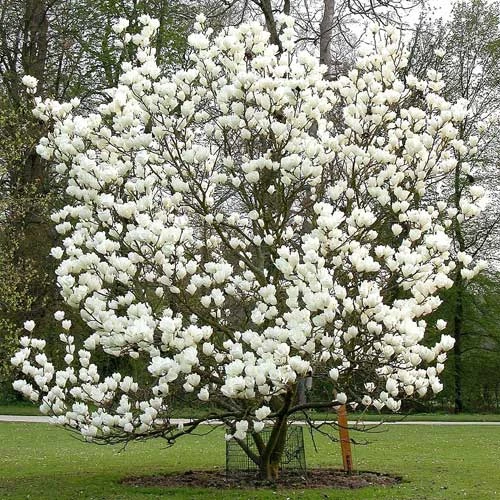 Magnolia X Soulangeana Lennei Alba 2 Magnolia X Soulangeana Lennei Alba - Image 2