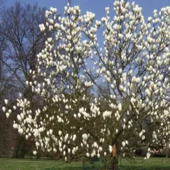 Magnolia X Soulangeana Lennei Alba 11 Magnolia X Soulangeana Lennei Alba -Future Forests Magnolia soulangeana Lennei Alba 02 15a2e922 3f29 48e5 a9d6 cf2edced4c69