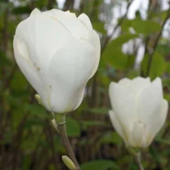 Magnolia X Soulangeana Lennei Alba