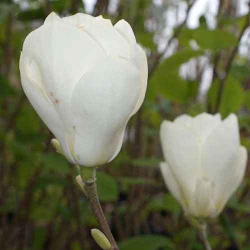 Magnolia X Soulangeana Lennei Alba 1 Magnolia X Soulangeana Lennei Alba