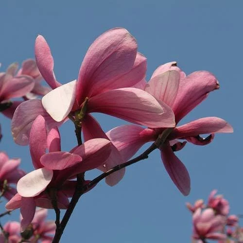 Magnolia Galaxy 3 Magnolia Galaxy - Image 3