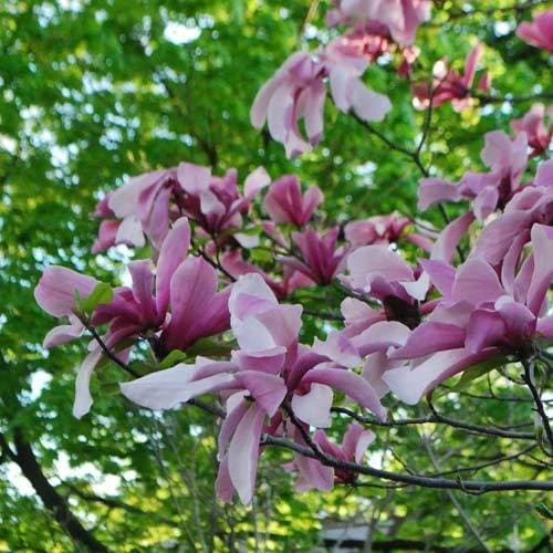 Magnolia Galaxy 4 Magnolia Galaxy - Image 4