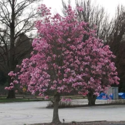 Magnolia Galaxy 10 Magnolia Galaxy -Future Forests Magnolia Galaxy 04