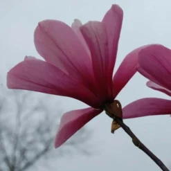 Magnolia Galaxy 11 Magnolia Galaxy -Future Forests Magnolia Galaxy 06