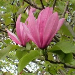 Magnolia Galaxy