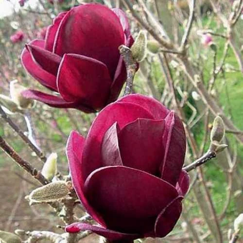 Magnolia X Soulangeana Lilliflora Genie 1 Magnolia X Soulangeana Lilliflora Genie