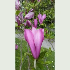 Magnolia Susan -Future Forests Magnolia Susan 1