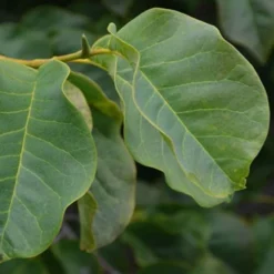 Magnolia Campbellii 12 Magnolia Campbellii -Future Forests Magnolia cambellii 02