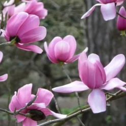 Magnolia Campbellii