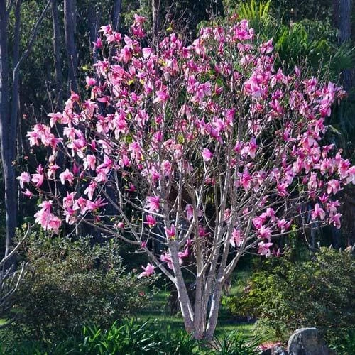 Magnolia Campbellii 8 Magnolia Campbellii - Image 8