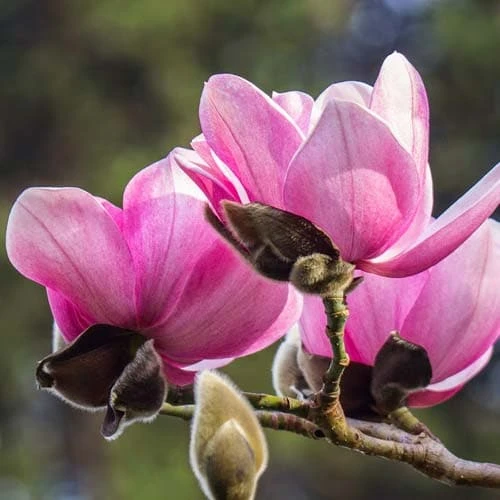 Magnolia Campbellii 9 Magnolia Campbellii - Image 9