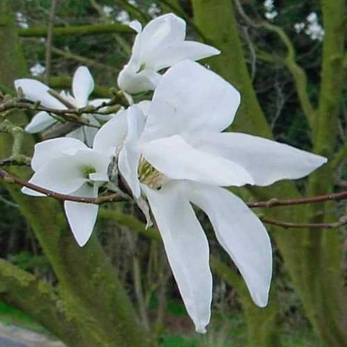 Magnolia X Kewensis Wada's Memory 1 Magnolia X Kewensis Wada's Memory