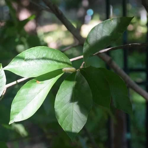 Magnolia X Kewensis Wada's Memory 2 Magnolia X Kewensis Wada's Memory - Image 2