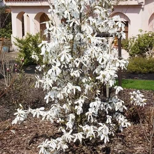 Magnolia X Kewensis Wada's Memory 3 Magnolia X Kewensis Wada's Memory - Image 3