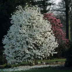 Magnolia X Kewensis Wada's Memory 7 Magnolia X Kewensis Wada's Memory -Future Forests Magnolia kewensis Wada s Memory 04x