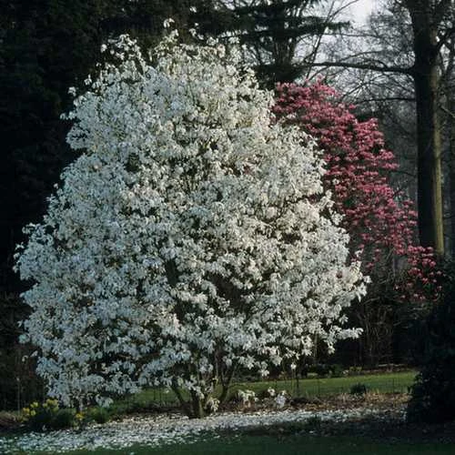 Magnolia X Kewensis Wada's Memory 4 Magnolia X Kewensis Wada's Memory - Image 4