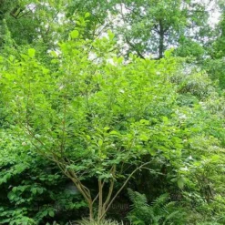 Magnolia Sieboldii -Future Forests Magnolia sieboldii 03