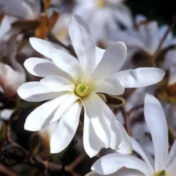 Magnolia Stellata 6 Magnolia Stellata -Future Forests Magnolia stellata 02