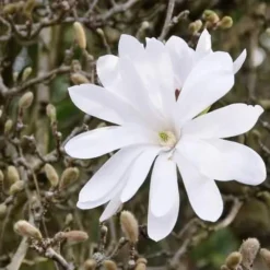 Magnolia Stellata 7 Magnolia Stellata -Future Forests Magnolia stellata 03