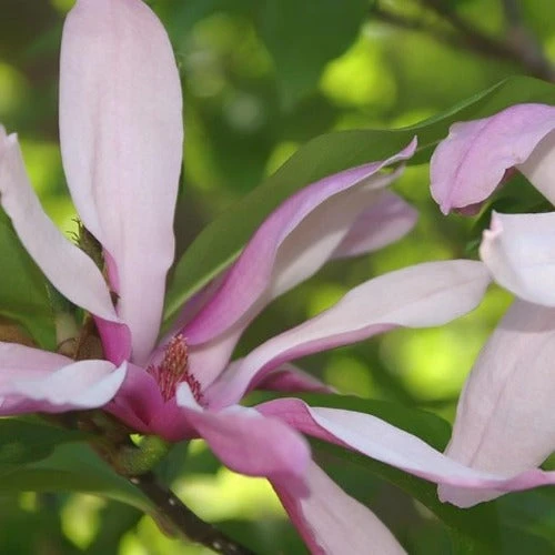 Magnolia Betty 2 Magnolia Betty - Image 2