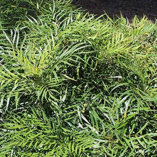 Mahonia Eurybracteata Soft Caress 2 Mahonia Eurybracteata Soft Caress - Image 2