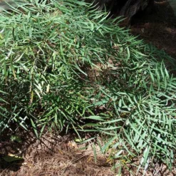 Mahonia Eurybracteata Soft Caress 9 Mahonia Eurybracteata Soft Caress -Future Forests Mahonia eurybracteata Soft Caress 03