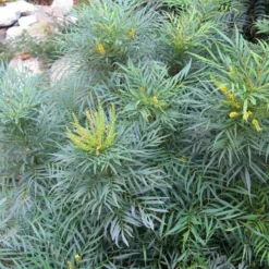 Mahonia Eurybracteata Soft Caress 13 Mahonia Eurybracteata Soft Caress -Future Forests Mahonia eurybracteata Soft Caress 07