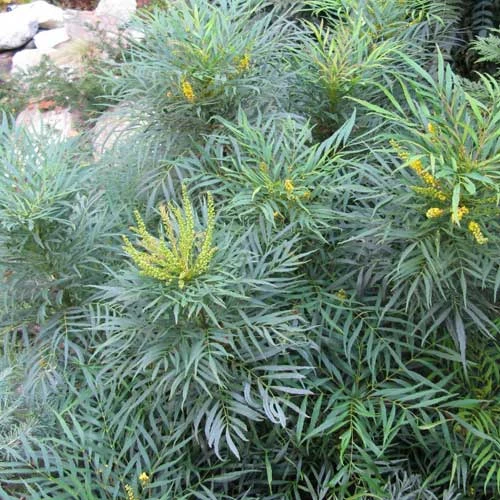 Mahonia Eurybracteata Soft Caress 7 Mahonia Eurybracteata Soft Caress - Image 7