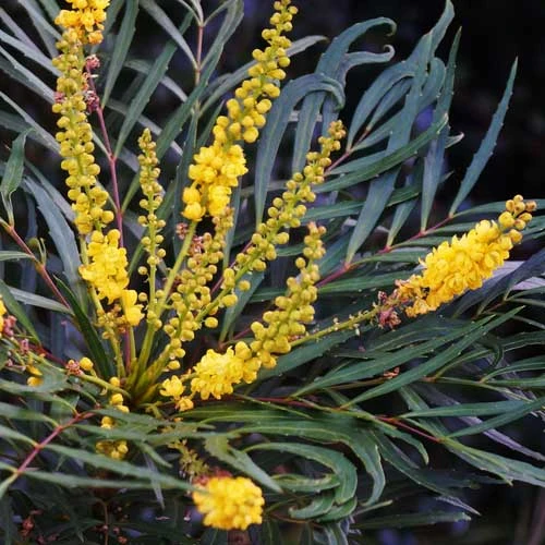 Mahonia Eurybracteata Soft Caress 1 Mahonia Eurybracteata Soft Caress