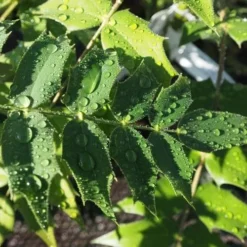 Mahonia X Media Charity -Future Forests Mahonia Charity FF