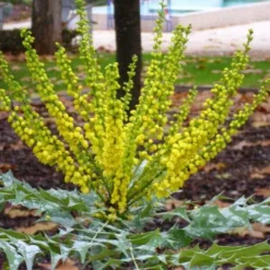 Mahonia X Media Charity -Future Forests Mahonia x media Charity01 eb836189 230f 4e4c b1c6 1ea7e1dc9904