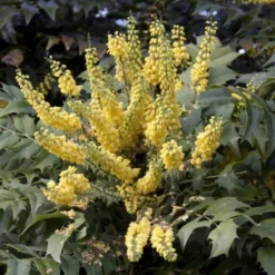 Mahonia X Media Charity -Future Forests Mahonia x media Charity03 03a93019 d9fb 4b50 9486 1292997ecff0