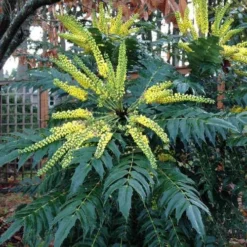 Mahonia X Media Charity -Future Forests Mahonia x media Charity04 c11a2d7f 6402 4621 a74e eac2d1a90e6f