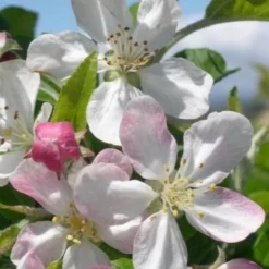 Malus Gorgeous - Flowering Crab Apple -Future Forests Malus Gorgeous blossom
