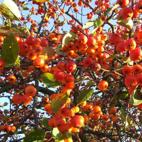 Malus Evereste 3 Malus Evereste - Image 3