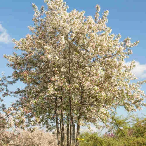 Malus Evereste 2 Malus Evereste - Image 2