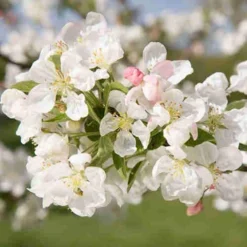 Malus Evereste 15 Malus Evereste -Future Forests Malus Evereste 06