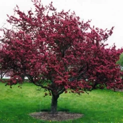Malus X Moerslandii Profusion Improved - Flowering Crab Apple 5 Malus X Moerslandii Profusion Improved - Flowering Crab Apple -Future Forests Malus Improver Profusion 03 x