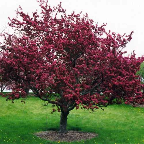 Malus X Moerslandii Profusion Improved - Flowering Crab Apple 2 Malus X Moerslandii Profusion Improved - Flowering Crab Apple - Image 2